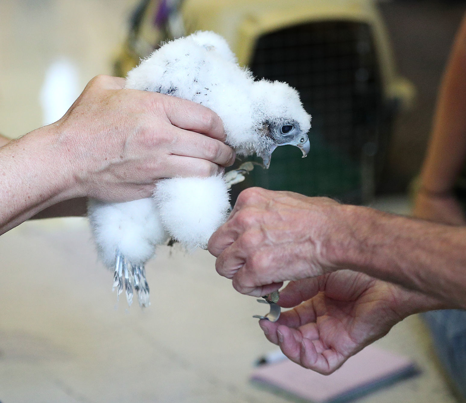 Banding of peregrine falcons at US Bank building in La Crosse